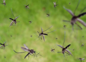 Invasión de mosquitos en el AMBA: conocé hasta cuándo durarán
