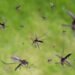 Invasión de mosquitos en el AMBA: conocé hasta cuándo durarán