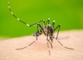 Epidemia dengue: cómo actuar cuando tenemos la enfermedad y qué son las plaquetas