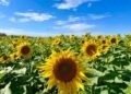 Generó US$1000 millones: un cultivo que sorprendió por un récord va por otro batacazo