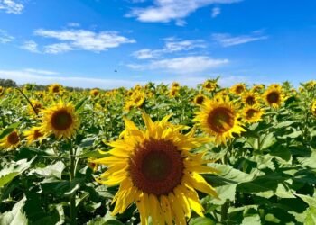 Generó US$1000 millones: un cultivo que sorprendió por un récord va por otro batacazo