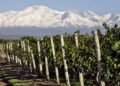 Preocupación en Mendoza por cambios en la Ley de Vinos que amenazan su identidad
