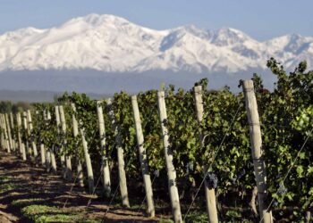 Preocupación en Mendoza por cambios en la Ley de Vinos que amenazan su identidad