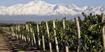 Preocupación en Mendoza por cambios en la Ley de Vinos que amenazan su identidad