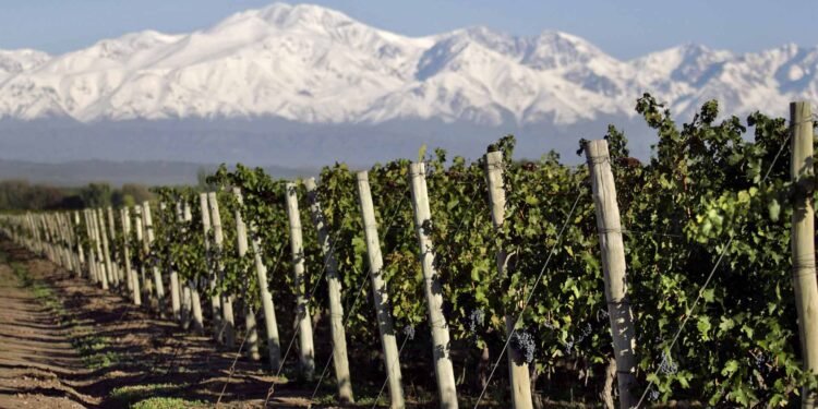 Preocupación en Mendoza por cambios en la Ley de Vinos que amenazan su identidad
