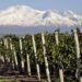 Preocupación en Mendoza por cambios en la Ley de Vinos que amenazan su identidad