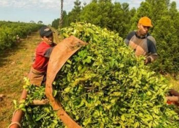 Crisis en la producción de yerba mate: piden una ley de emergencia al gobernador