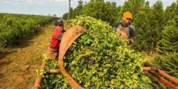 Crisis en la producción de yerba mate: piden una ley de emergencia al gobernador