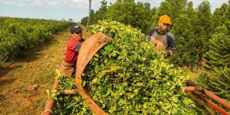 Crisis en la producción de yerba mate: piden una ley de emergencia al gobernador
