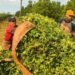 Crisis en la producción de yerba mate: piden una ley de emergencia al gobernador