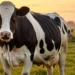 Crecimiento agroindustrial: proyecciones de USD 40.000 millones para 2027