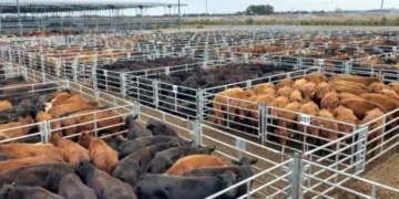 Mercado Agroganadero de Cañuelas: baja en precios y estabilidad en la demanda
