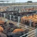 Mercado Agroganadero de Cañuelas: baja en precios y estabilidad en la demanda
